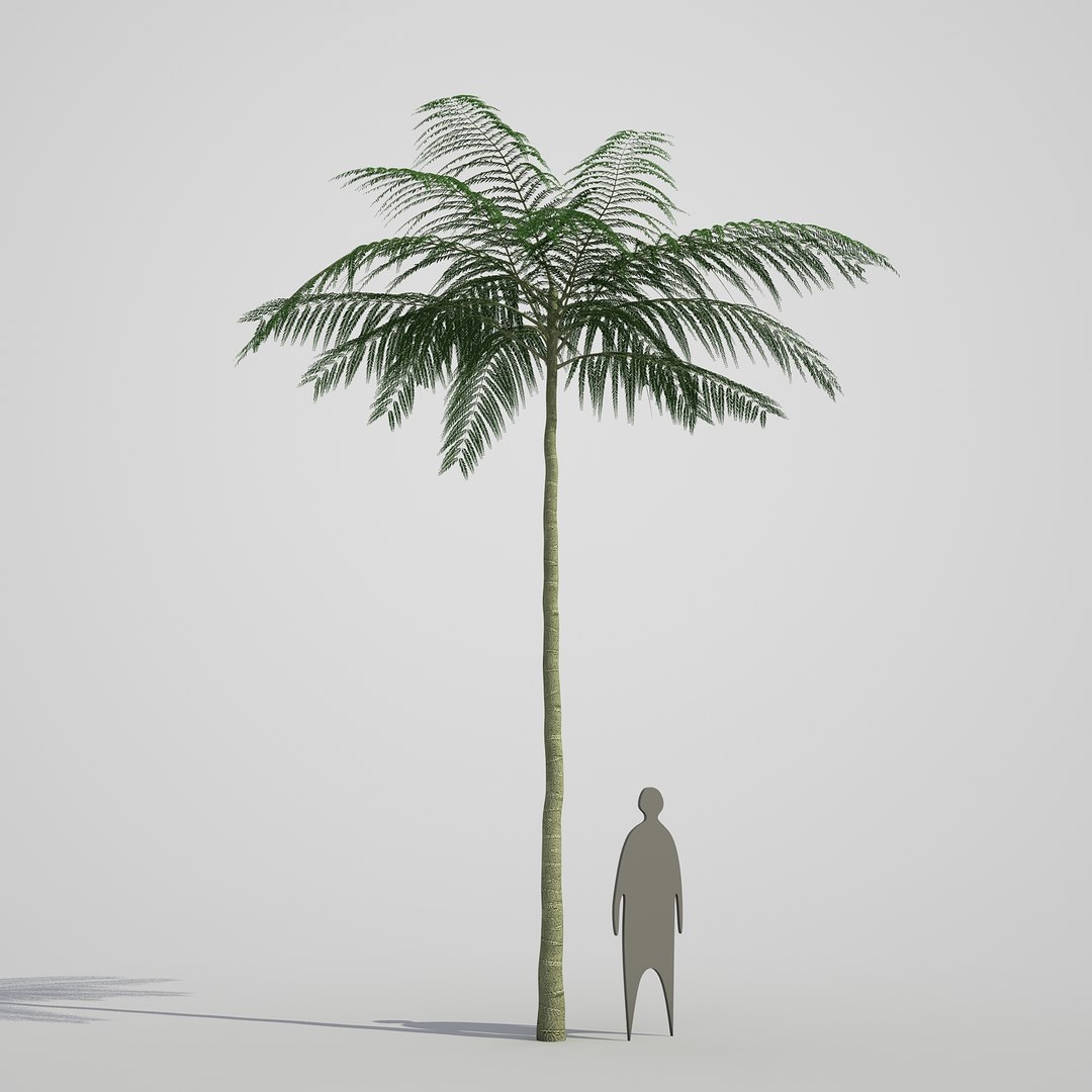 3d model schizolobium parahyba https://p.turbosquid.com/ts-thumb/kI/qCCWZK/utbLuwTu/schizolobiumparahyba_01/jpg/1471356644/1920x1080/fit_q87/af4fca5150c134532c053bc3dd986a6510ea6820/schizolobiumparahyba_01.jpg