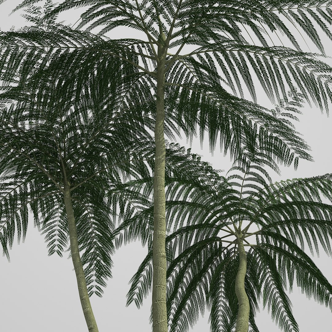 3d model schizolobium parahyba https://p.turbosquid.com/ts-thumb/kI/qCCWZK/vZWetwJg/schizolobiumparahyba_012/jpg/1471356644/1920x1080/fit_q87/8b23d7e9fa0299a98b0bf872aae0670904bb068f/schizolobiumparahyba_012.jpg