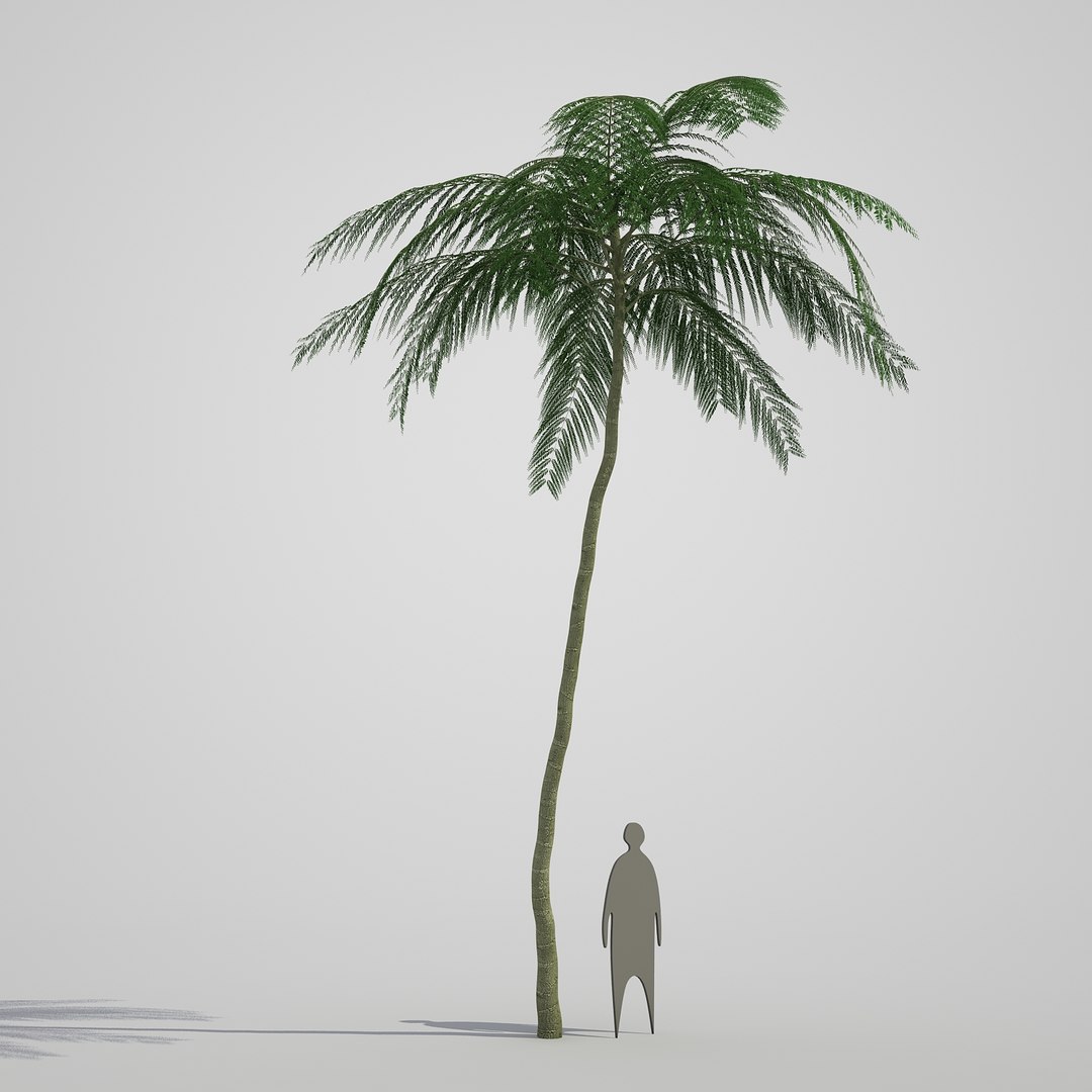 3d model schizolobium parahyba https://p.turbosquid.com/ts-thumb/kI/qCCWZK/xpjq3XBq/schizolobiumparahyba_02/jpg/1471356644/1920x1080/fit_q87/aae3117f276aedb49a7fc59ab6acbeaa743646a6/schizolobiumparahyba_02.jpg