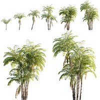 Caryota mitis - Clustering fishtail palm