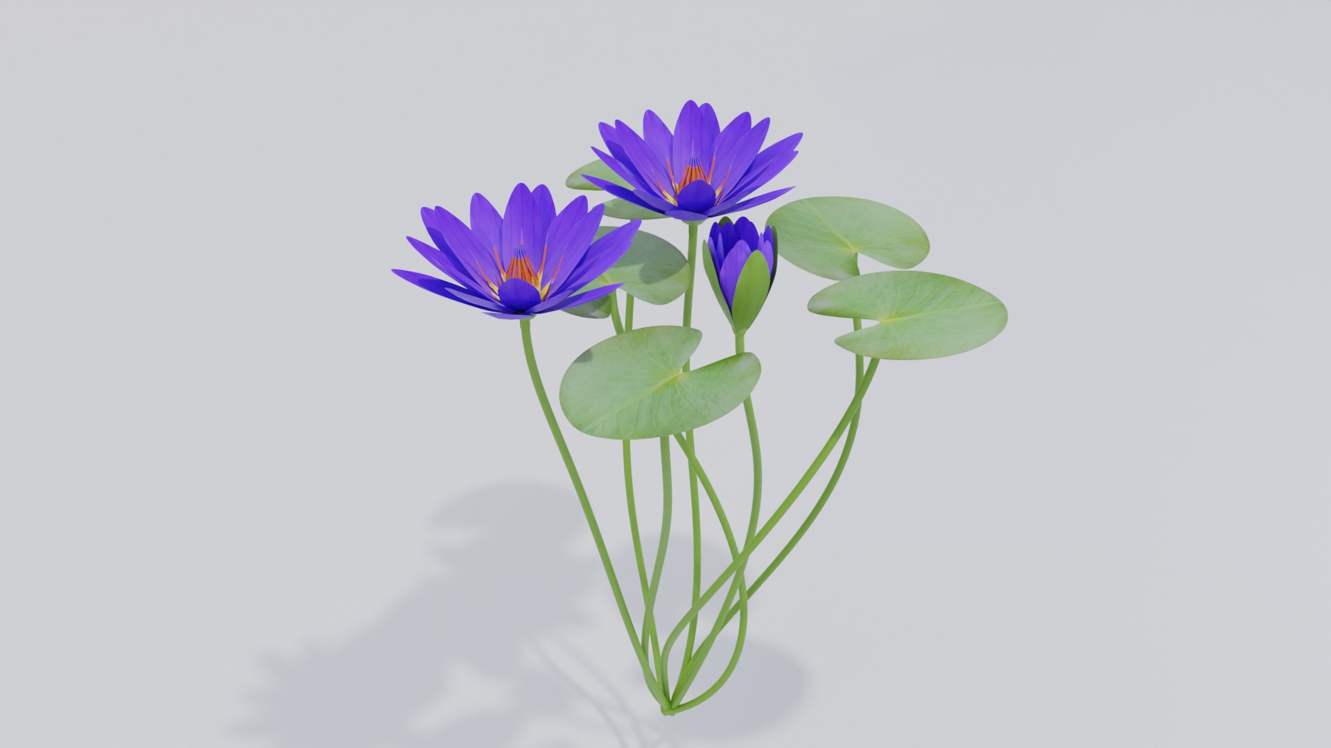 Water Lily Blue 3D model https://p.turbosquid.com/ts-thumb/kJ/7fuaez/4n/03untitled/png/1684112482/1920x1080/fit_q87/e8c89e97f58f5b3bd2196287c36698a76f793a85/03untitled.jpg