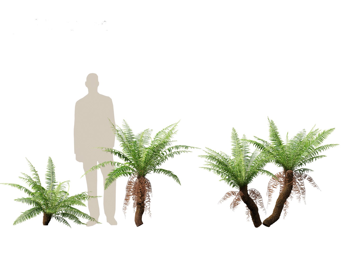 Blechnum nudum - Fishbone water fern 3D model https://p.turbosquid.com/ts-thumb/kJ/Mdiqgj/4v/blechnumnudum015/jpg/1695817834/1920x1080/fit_q87/9e47022a07fcfa05e492c753a9cc4db1aa6dea1d/blechnumnudum015.jpg