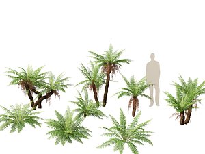 Blechnum nudum - Fishbone water fern