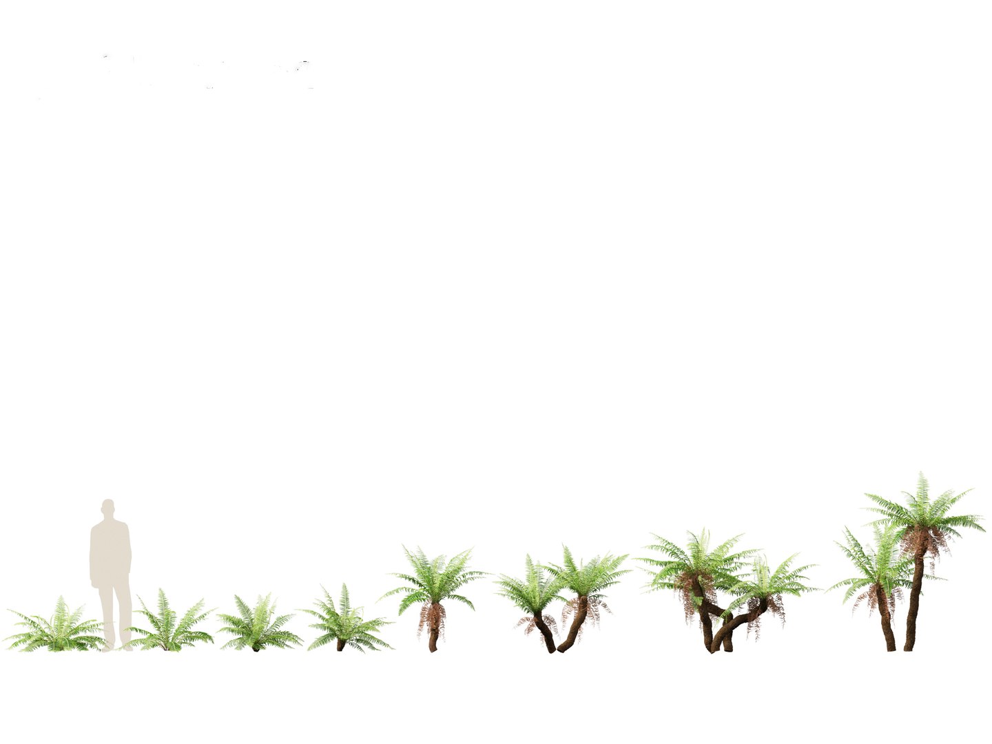 Blechnum nudum - Fishbone water fern 3D model https://p.turbosquid.com/ts-thumb/kJ/Mdiqgj/Tn/blechnumnudum011/jpg/1695817808/1920x1080/fit_q87/aa8d9ac9869850dce50636e4d071a0b877996558/blechnumnudum011.jpg