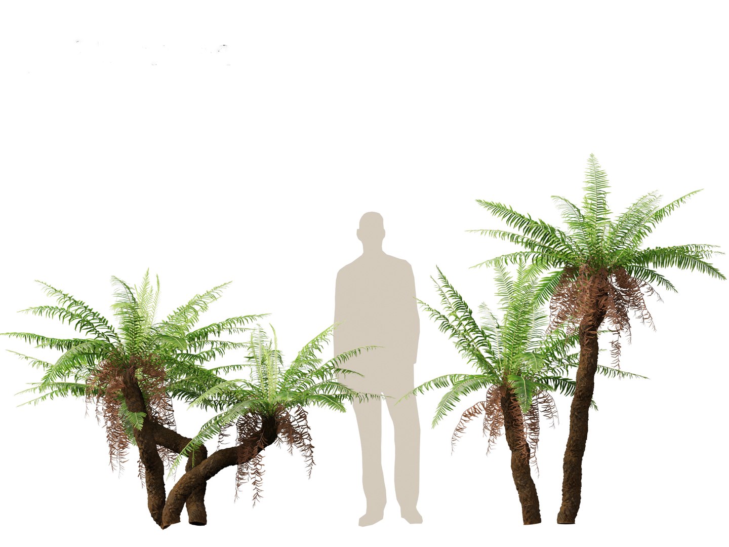 Blechnum nudum - Fishbone water fern 3D model https://p.turbosquid.com/ts-thumb/kJ/Mdiqgj/ko/blechnumnudum017/jpg/1695817824/1920x1080/fit_q87/4df18c146a5eea2c7dc91223c05caf8988241bcf/blechnumnudum017.jpg