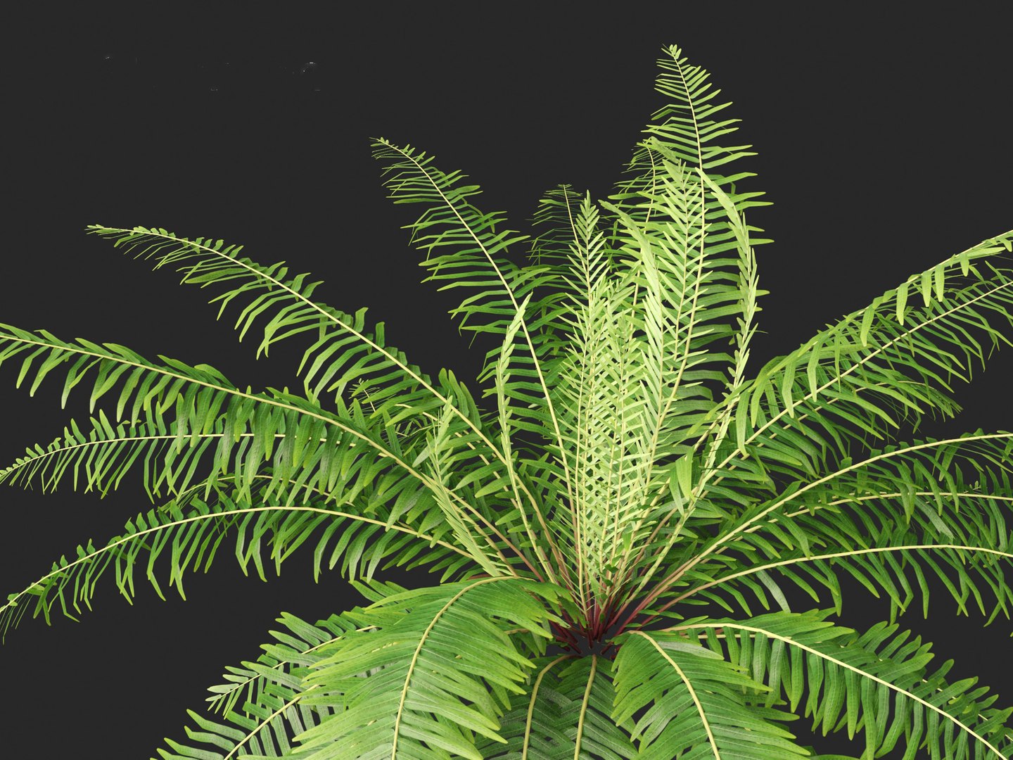 Blechnum nudum - Fishbone water fern 3D model https://p.turbosquid.com/ts-thumb/kJ/Mdiqgj/nu/blechnumnudum0112/jpg/1695817842/1920x1080/fit_q87/763e6142cdd2e871d49bc206c3774f1386cb357c/blechnumnudum0112.jpg
