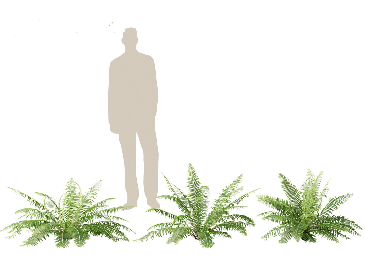 Blechnum nudum - Fishbone water fern 3D model https://p.turbosquid.com/ts-thumb/kJ/Mdiqgj/oi/blechnumnudum013/jpg/1695817811/1920x1080/fit_q87/c50aed08d9f080b6d87ae900ad8437406cb706d5/blechnumnudum013.jpg