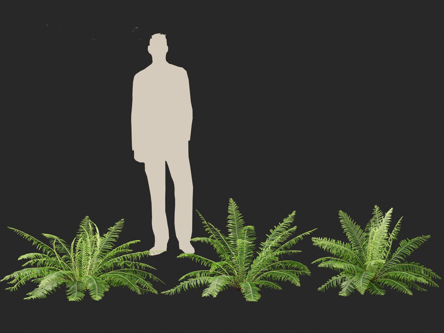 Blechnum nudum - Fishbone water fern 3D model https://p.turbosquid.com/ts-thumb/kJ/Mdiqgj/vK/blechnumnudum014/jpg/1695817814/1920x1080/fit_q87/2419cdaad95b55265e98fd528195bad146d56b7d/blechnumnudum014.jpg