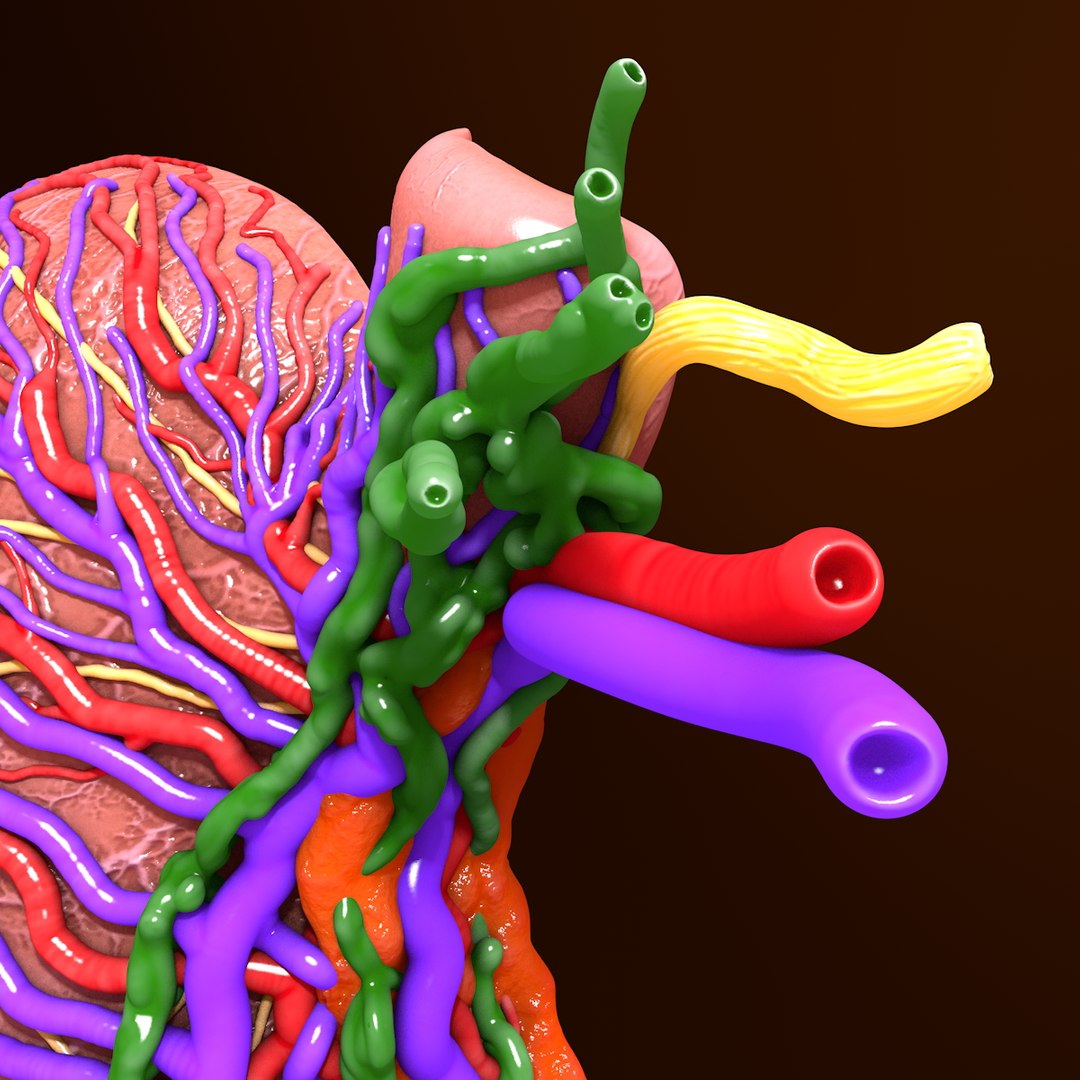3d human stomach veins arteries https://p.turbosquid.com/ts-thumb/kJ/S6x29d/1V5mm9Ki/014/jpg/1361780831/1920x1080/fit_q87/3298d03e7b4a97932aaf20d3f75dd123349d854f/014.jpg