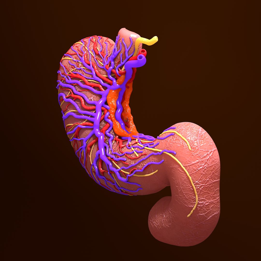 3d human stomach veins arteries https://p.turbosquid.com/ts-thumb/kJ/S6x29d/75emkMsc/004/jpg/1361780830/1920x1080/fit_q87/433990f08b62f24195b222f9da736080f006106f/004.jpg