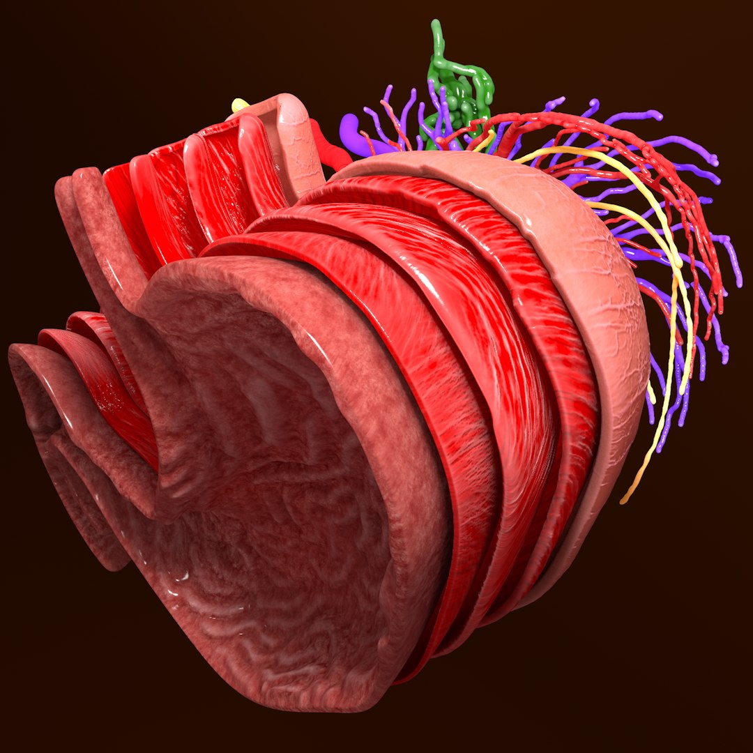 3d human stomach veins arteries https://p.turbosquid.com/ts-thumb/kJ/S6x29d/8sIBtWZz/019/jpg/1361780831/1920x1080/fit_q87/7cc48ece15adb9e3a6776e67d2ce6b4059f1767f/019.jpg