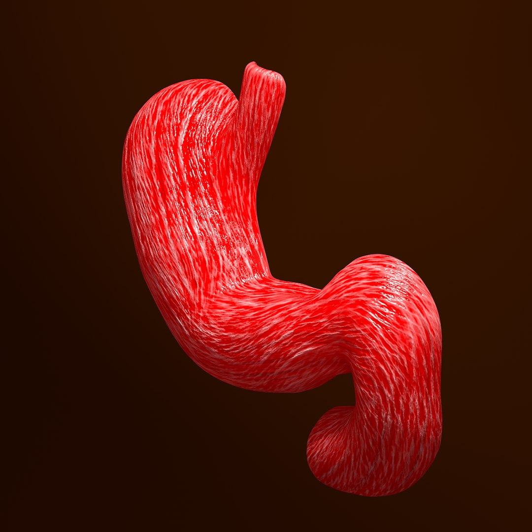 3d human stomach veins arteries https://p.turbosquid.com/ts-thumb/kJ/S6x29d/8u51jtqu/009/jpg/1361780830/1920x1080/fit_q87/a0fd1a6f421961b5f482c4af0c4a24147954b55e/009.jpg