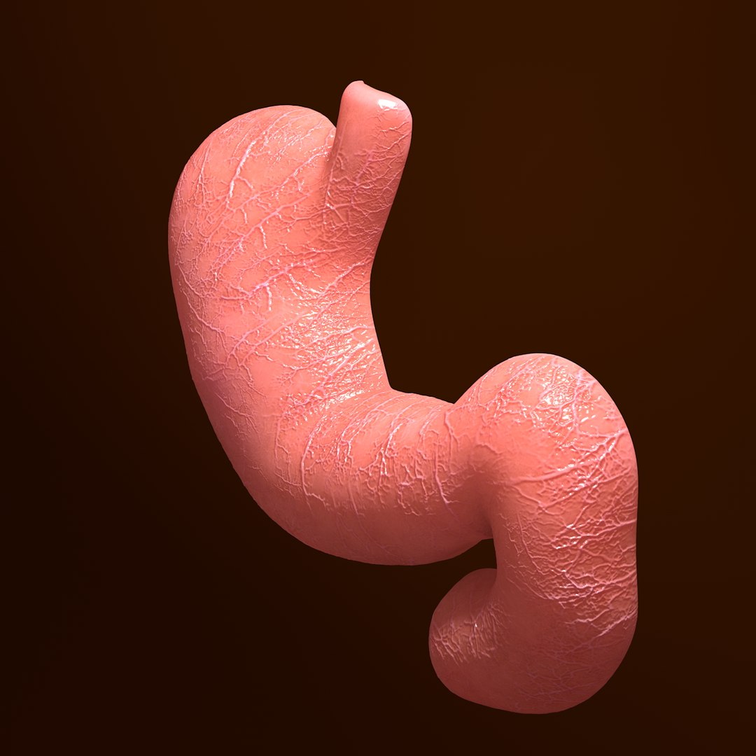 3d human stomach veins arteries https://p.turbosquid.com/ts-thumb/kJ/S6x29d/AGrpZIpW/008/jpg/1361780830/1920x1080/fit_q87/e76fa779309c689d03a5eb8d988d68a0cad78e87/008.jpg