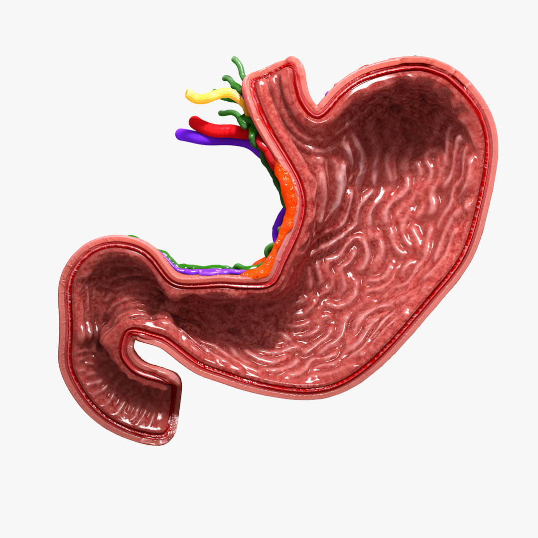 3d human stomach veins arteries https://p.turbosquid.com/ts-thumb/kJ/S6x29d/BwxLOrw9/stomachturn06/jpg/1362056374/1920x1080/turn_fit_q99/3fc7b3e3c5e00dfc6917ad50b088f6d6d299d754/stomachturn06-1.jpg