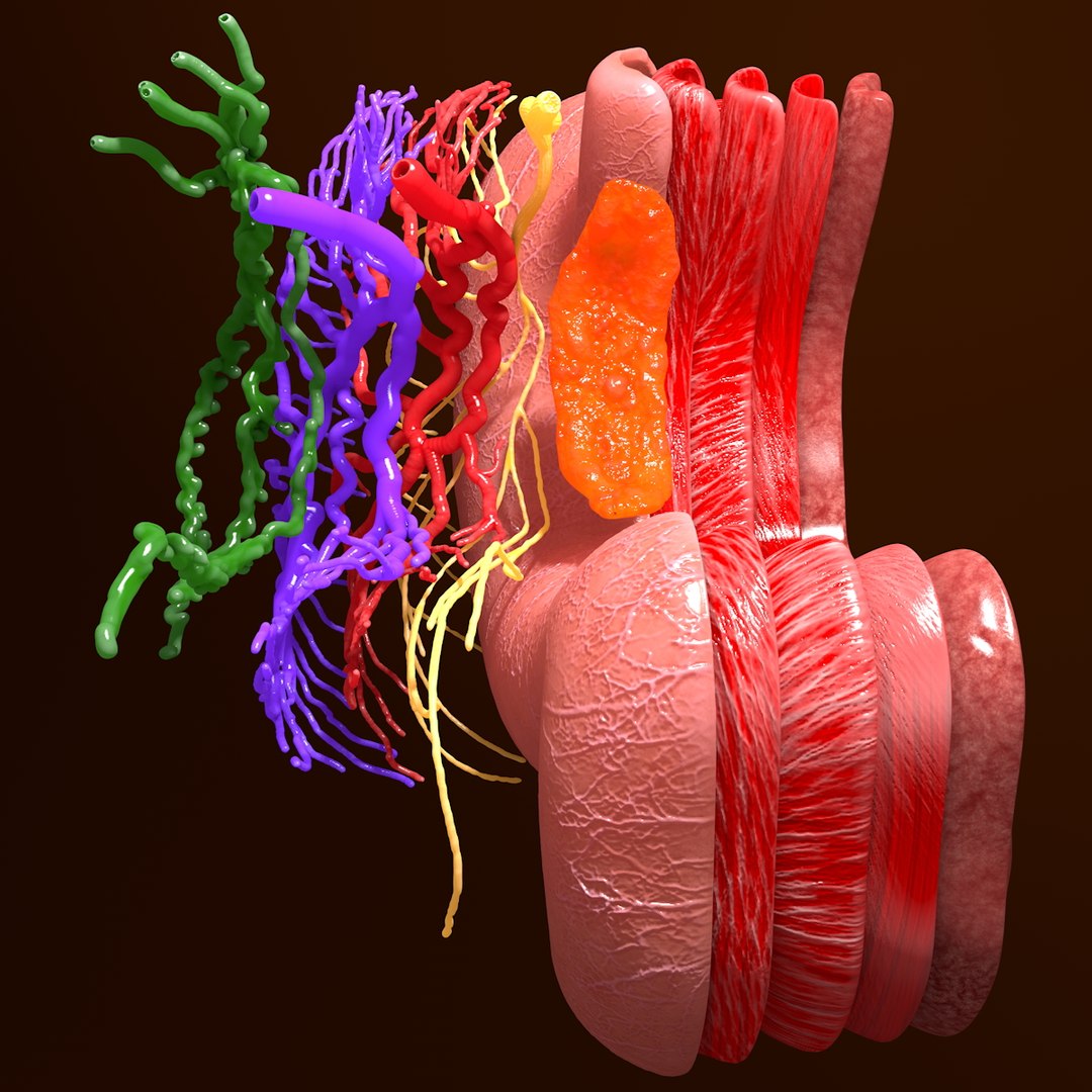 3d human stomach veins arteries https://p.turbosquid.com/ts-thumb/kJ/S6x29d/CApNf3GD/016/jpg/1361780831/1920x1080/fit_q87/4dfa20c0ddffef5206cb6aaf29a250db14faa3cb/016.jpg
