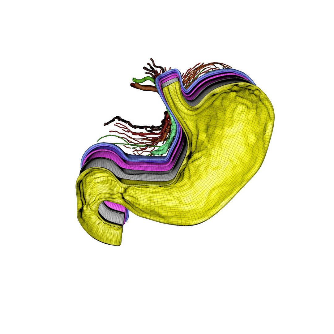 3d human stomach veins arteries https://p.turbosquid.com/ts-thumb/kJ/S6x29d/IVvQ5rBR/stomeshturn02/jpg/1361780881/1920x1080/turn_fit_q99/8d20d0ac29a3ce7fefbe6709628cb74d566ee48f/stomeshturn02-1.jpg