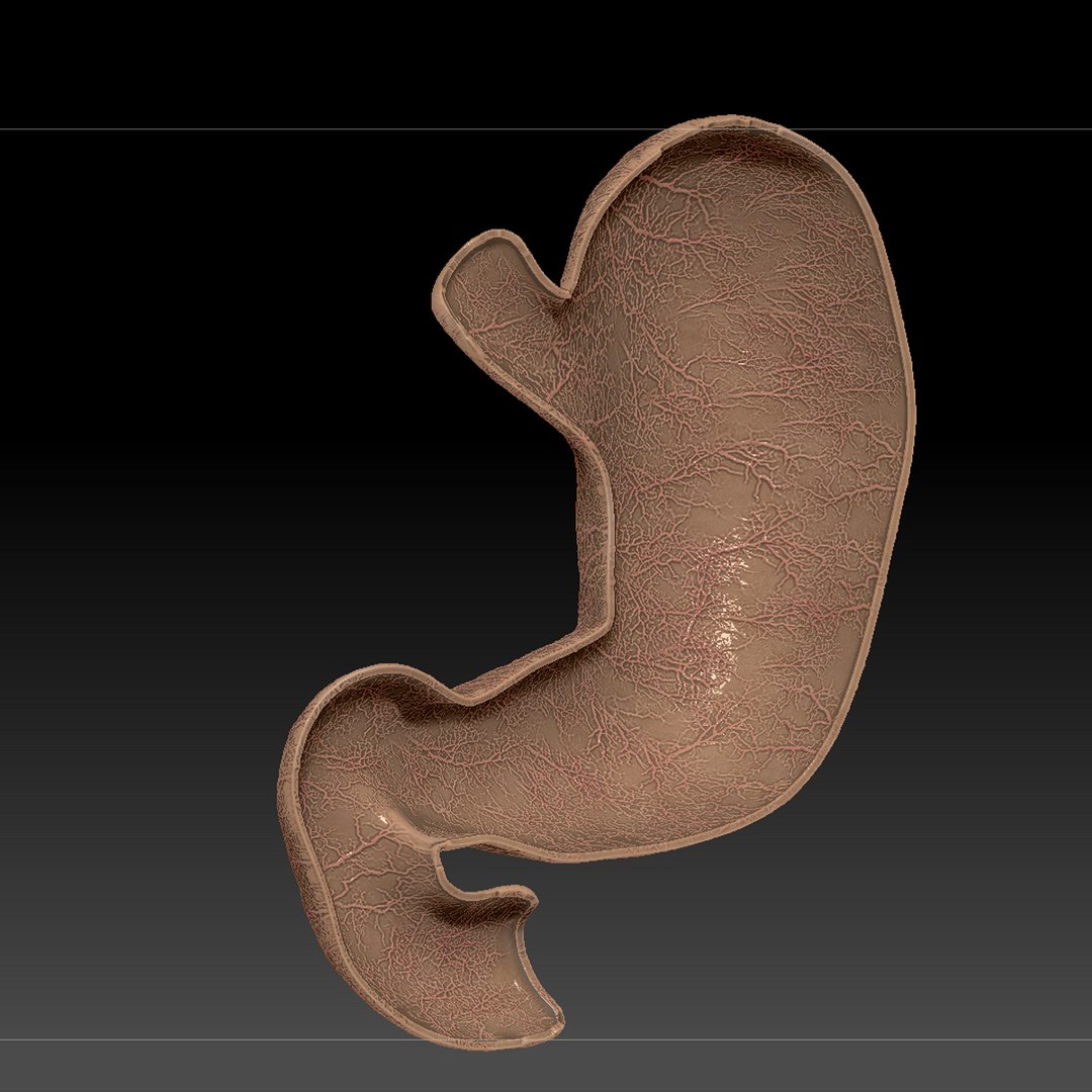 3d human stomach veins arteries https://p.turbosquid.com/ts-thumb/kJ/S6x29d/Lk8ornf4/uvmapping002/jpg/1362057873/1920x1080/fit_q87/188a0acfe874431a202ef8ba71624614def0c6b8/uvmapping002.jpg