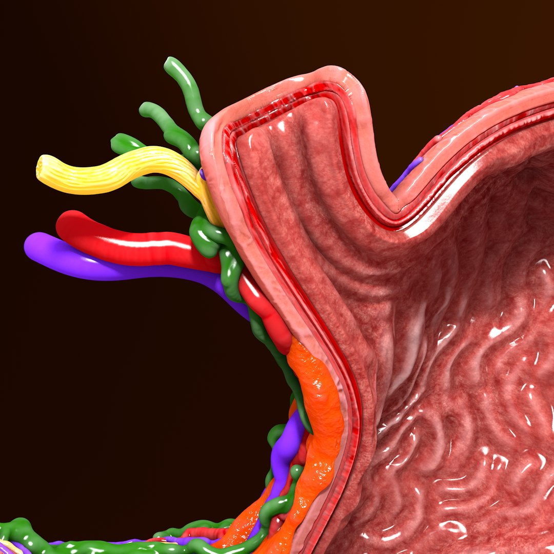 3d human stomach veins arteries https://p.turbosquid.com/ts-thumb/kJ/S6x29d/M3xJPvPQ/015/jpg/1361780831/1920x1080/fit_q87/d11974120280c4905a9afa5c3295cc5d429aebd6/015.jpg