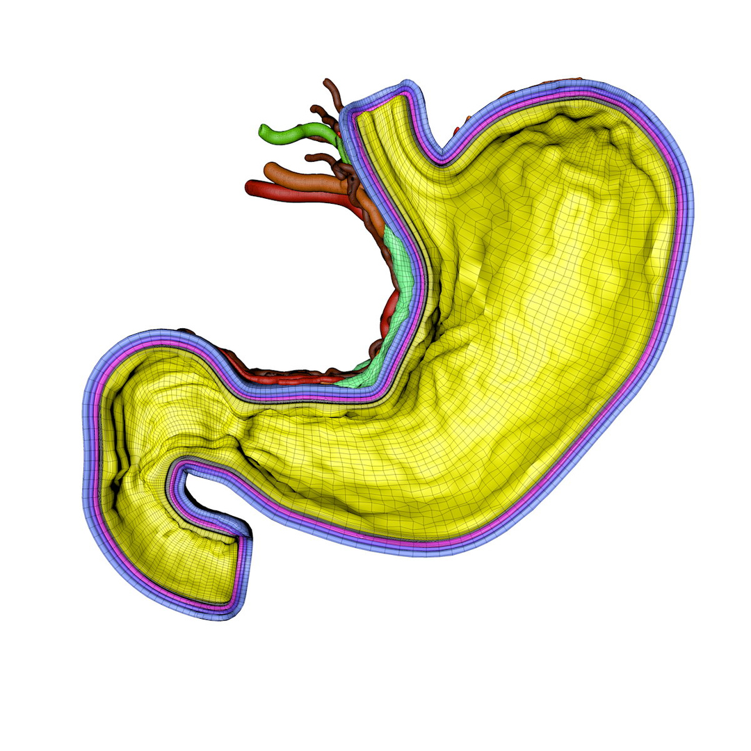 3d human stomach veins arteries https://p.turbosquid.com/ts-thumb/kJ/S6x29d/NklTzvP0/stomeshturn01/jpg/1361780861/1920x1080/turn_fit_q99/d4b605c51e0b1169d880251fa40e858becbdee5e/stomeshturn01-1.jpg