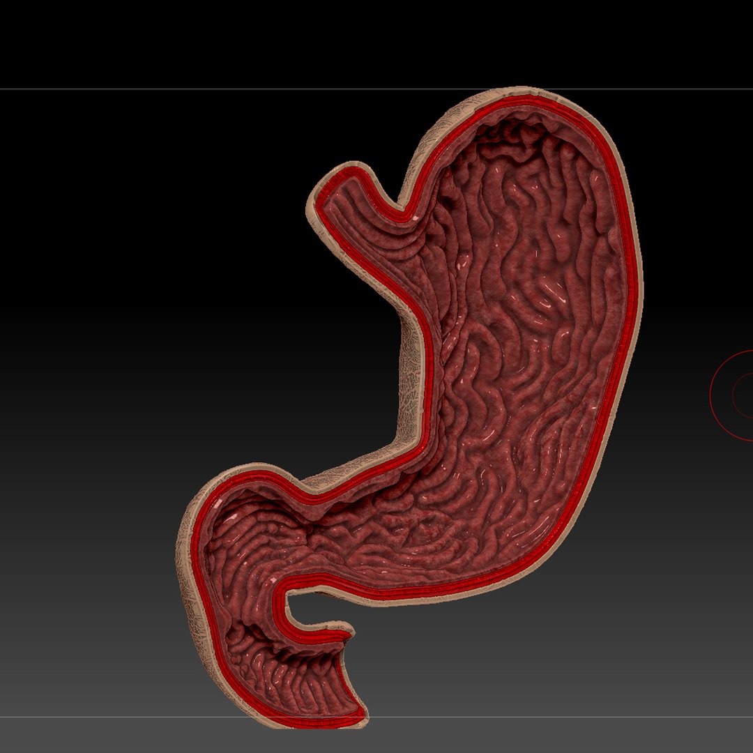 3d human stomach veins arteries https://p.turbosquid.com/ts-thumb/kJ/S6x29d/Q38axfqC/uvmapping001/jpg/1362057872/1920x1080/fit_q87/e43e79c09b62a4dfcaf2c2ad8ab16205f2ba8d8e/uvmapping001.jpg