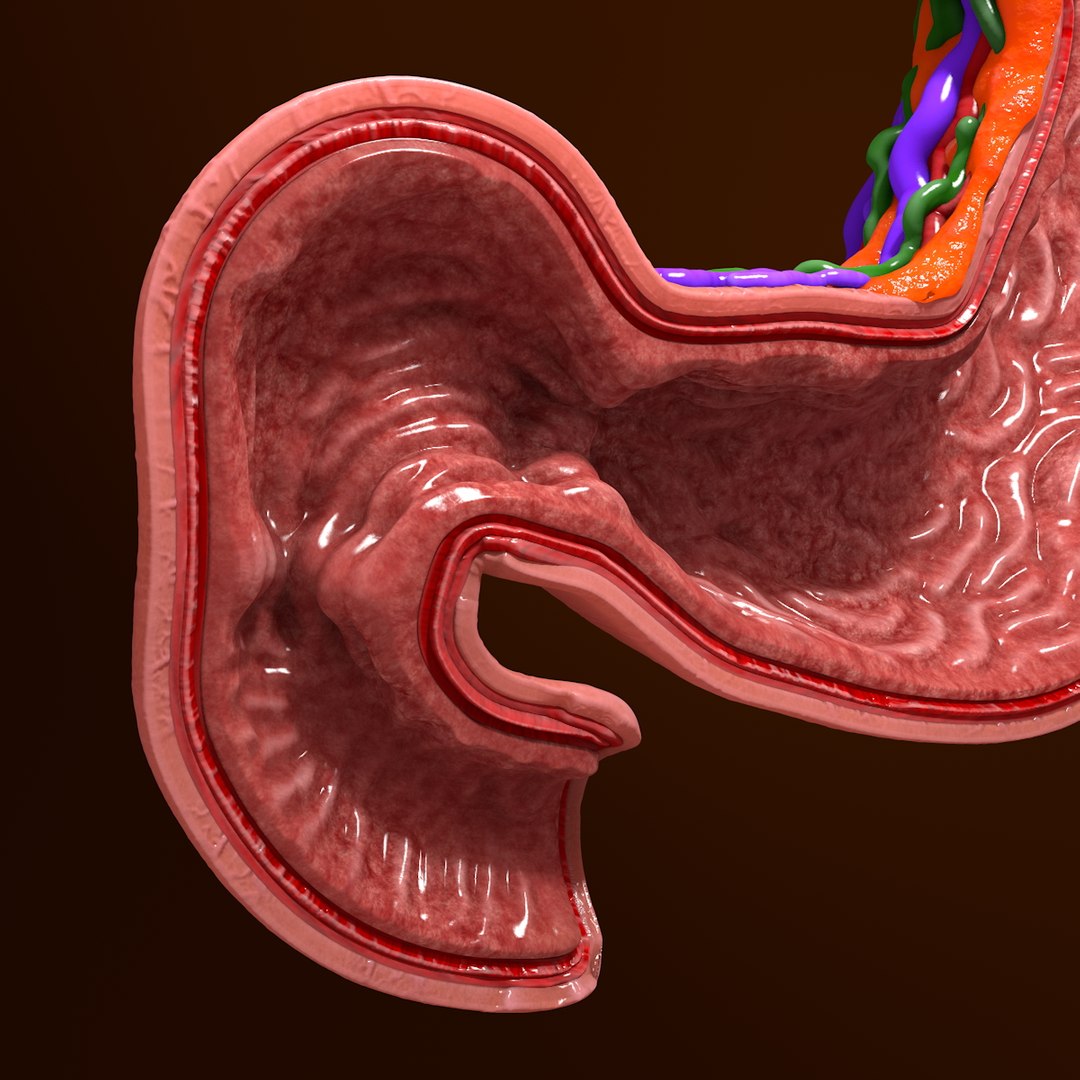 3d human stomach veins arteries https://p.turbosquid.com/ts-thumb/kJ/S6x29d/R2K5rFOu/013/jpg/1361780831/1920x1080/fit_q87/6c54fe2a9cb5e5cea6f251c045e32a9d5bc579ce/013.jpg
