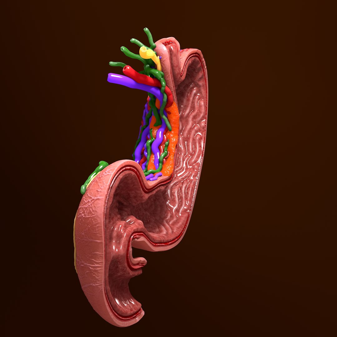 3d human stomach veins arteries https://p.turbosquid.com/ts-thumb/kJ/S6x29d/VzMW3XiP/002/jpg/1361780830/1920x1080/fit_q87/73ecb5caf3fea0c8461a8b62d52cb60c9959b9c3/002.jpg