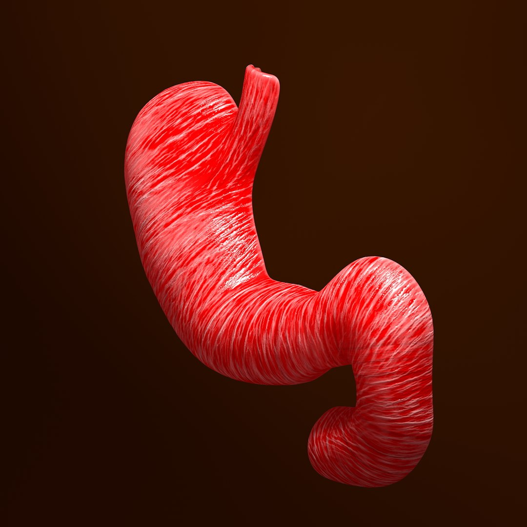 3d human stomach veins arteries https://p.turbosquid.com/ts-thumb/kJ/S6x29d/XCRVPgGt/010/jpg/1361780831/1920x1080/fit_q87/3bdfb41b12e9fabebefddcfaa40145aff72d234f/010.jpg