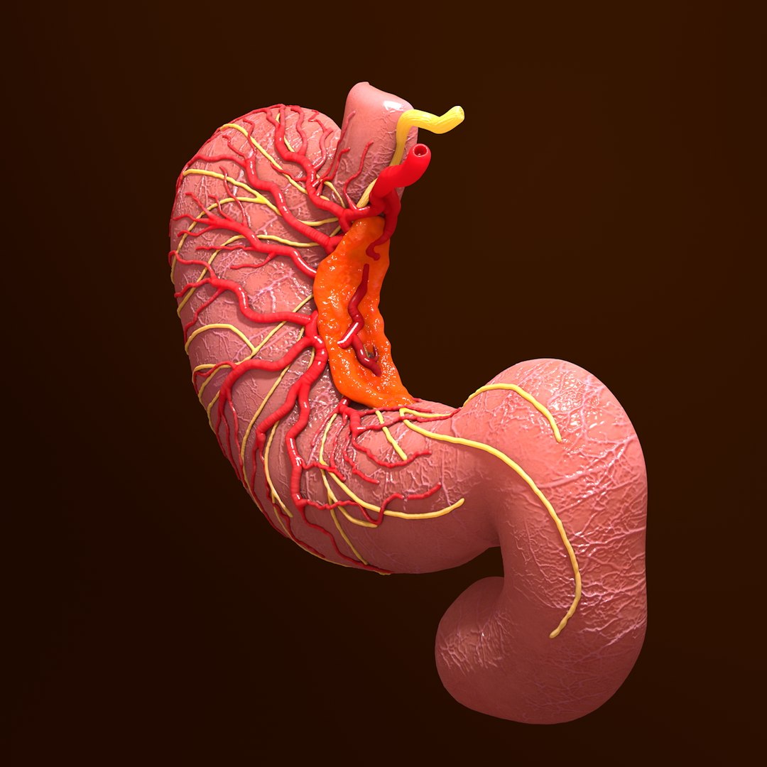 3d human stomach veins arteries https://p.turbosquid.com/ts-thumb/kJ/S6x29d/XYf4UhZq/005/jpg/1361780830/1920x1080/fit_q87/ebc169c65d67adadfee18ab613622158f4157b2f/005.jpg
