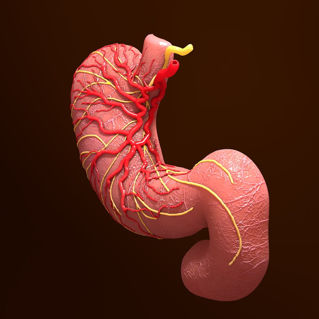 3d human stomach veins arteries https://p.turbosquid.com/ts-thumb/kJ/S6x29d/ZCwhKcMt/006/jpg/1361780830/1920x1080/fit_q87/ed04f9343f086d108ebf16fe5989d906b6f1c5da/006.jpg