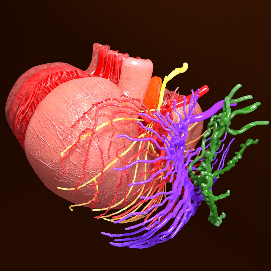 3d human stomach veins arteries https://p.turbosquid.com/ts-thumb/kJ/S6x29d/dYjRTc5B/018/jpg/1361780831/1920x1080/fit_q87/cc4d513de38cace05ef34e837d5744edcc5862bb/018.jpg
