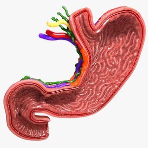 3d human stomach veins arteries