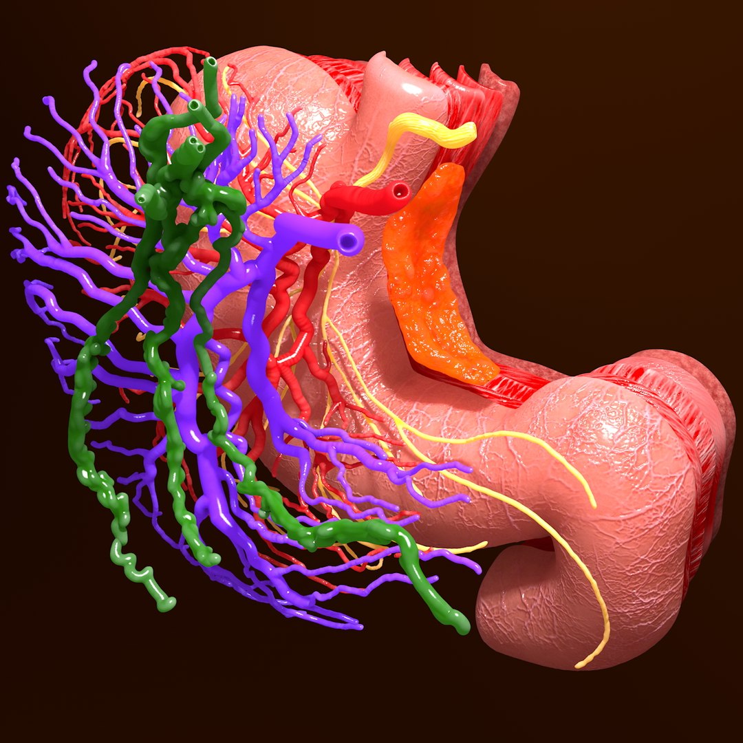 3d human stomach veins arteries https://p.turbosquid.com/ts-thumb/kJ/S6x29d/zDzc8ACo/017/jpg/1361780831/1920x1080/fit_q87/0b5b152a2a82433b5ad0305515084f2c7dfa7598/017.jpg