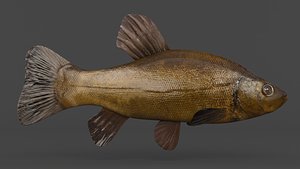 3D Tench Fish model