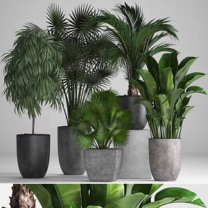 ornamental plants pots exotic 3D model