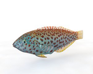 Pakoko Wrasse Fish