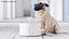 동물 액세서리 컬렉션 6