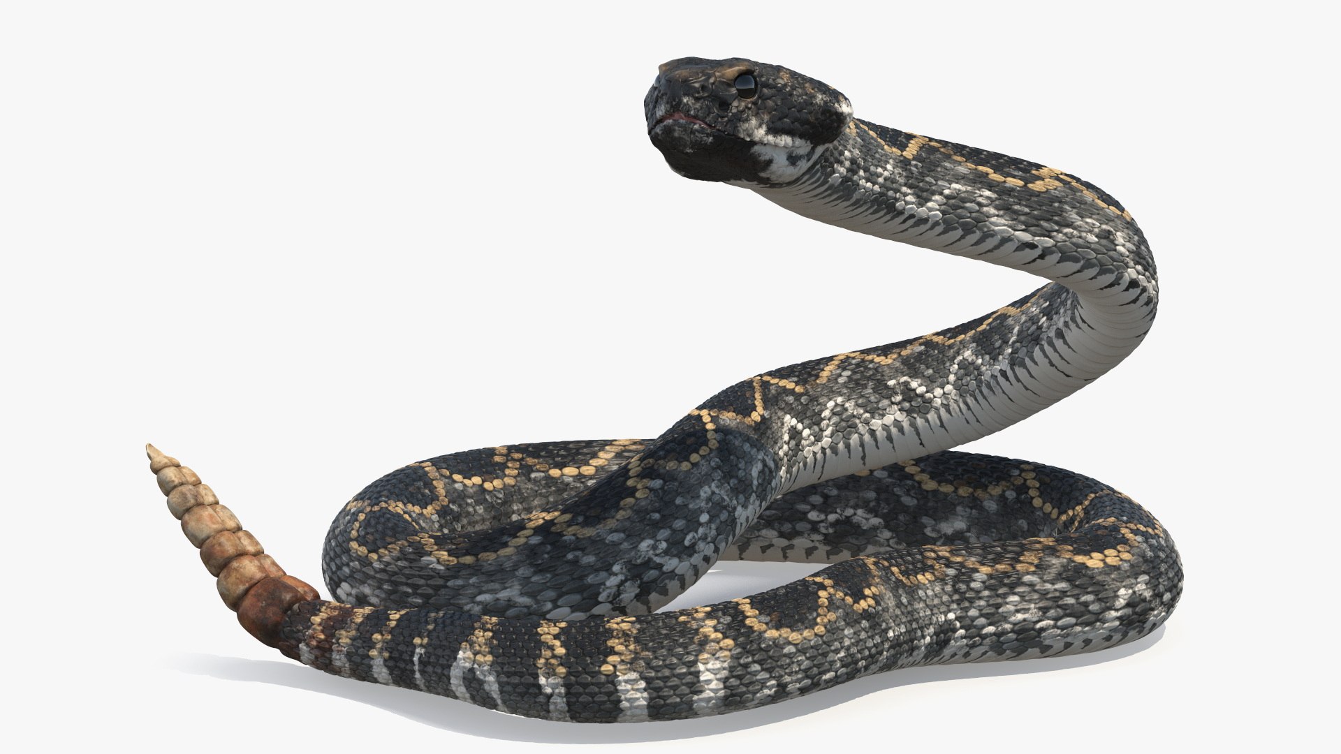 Rattlesnake Dark Rigged for Cinema 4D 3D https://p.turbosquid.com/ts-thumb/kJ/irIG0q/4K/rattlesnake_dark_rigged_011/jpg/1761773336/1920x1080/fit_q87/cba92c102536755db2514b2c4c6b2dbcf1a46606/rattlesnake_dark_rigged_011.jpg