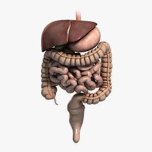Digestive System (Textured)