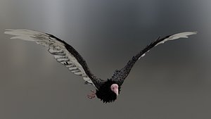 Turkey vulture 3D model