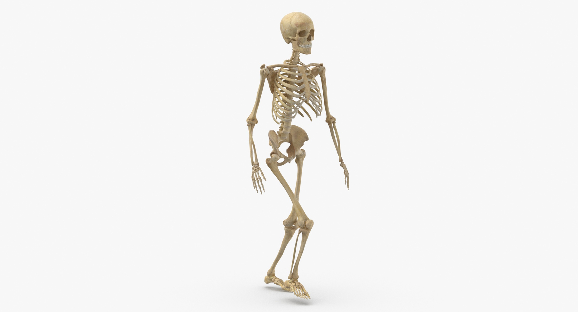 Real human female skeleton 3D model - TurboSquid 1667624