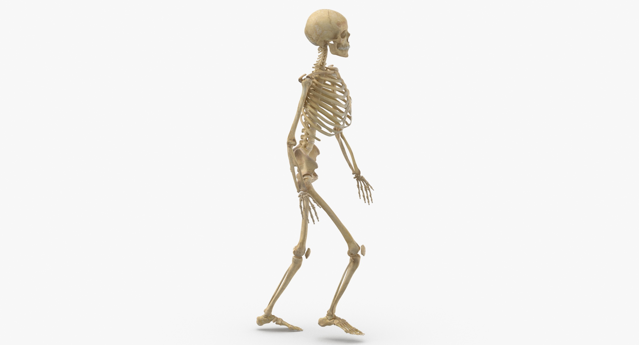 mod le 3D de Pose du vrai squelette  f minin humain 21 