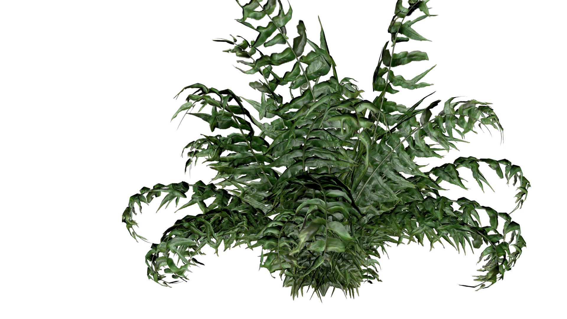 3D Western Sword Fern Plant - 05 - https://p.turbosquid.com/ts-thumb/kK/H09vdT/NZ/wsf_51/png/1741713993/1920x1080/fit_q87/a6d233e3ff614ebb8a80f40f7b11ebca58ee7445/wsf_51.jpg