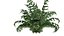Planta de samambaia espada ocidental - 05 -