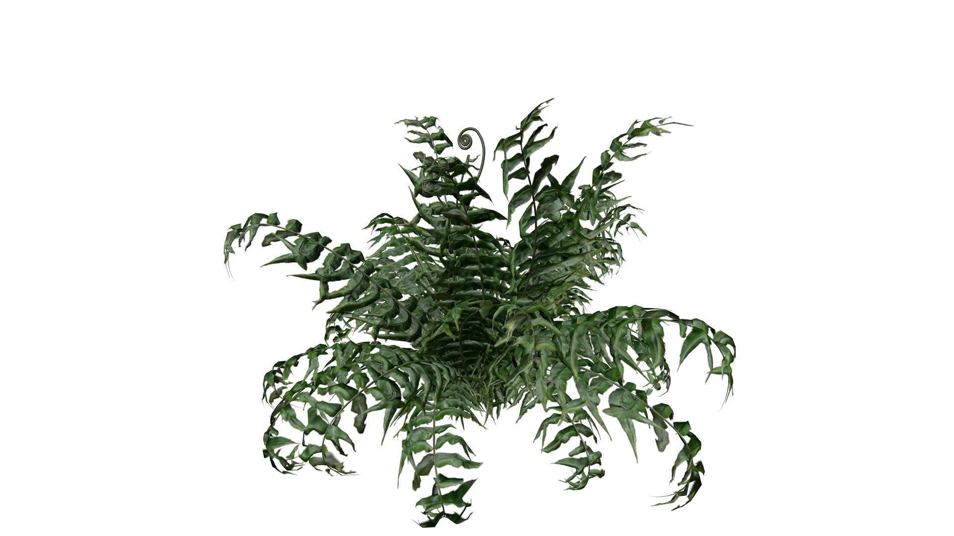 3D Western Sword Fern Plant - 05 - https://p.turbosquid.com/ts-thumb/kK/H09vdT/z1/westernswordfern_05_030/png/1741713990/1920x1080/fit_q87/d27664771f3402f5dbd3f99f92e6c9a4b74d9398/westernswordfern_05_030.jpg
