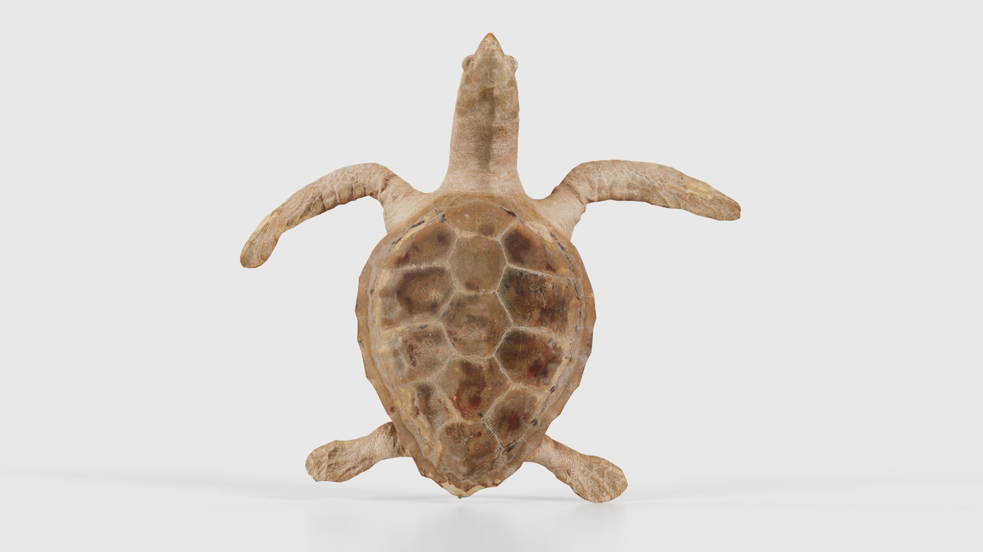 3D Sea Turtle Remastered https://p.turbosquid.com/ts-thumb/kK/XwIYOh/1v/sea_turtle_z_turntable/jpg/1740126869/1920x1080/turn_fit_q99/6604514b1906786f094f652992d622a3b9efbd28/sea_turtle_z_turntable-1.jpg