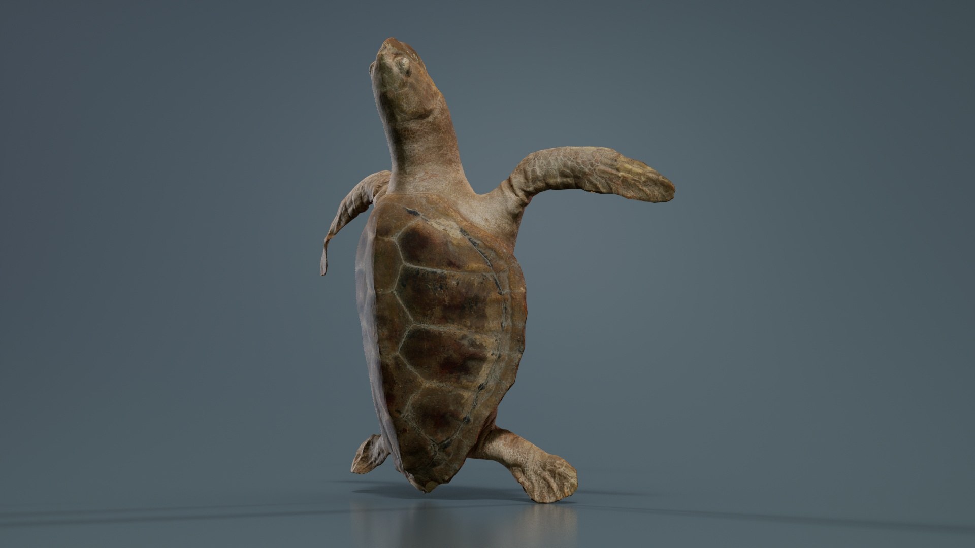 3D Sea Turtle Remastered https://p.turbosquid.com/ts-thumb/kK/XwIYOh/5u/sea_turtle_02/jpg/1740126861/1920x1080/fit_q87/93dae7c44c1d835ffbe05116082fc5f7210c9efb/sea_turtle_02.jpg