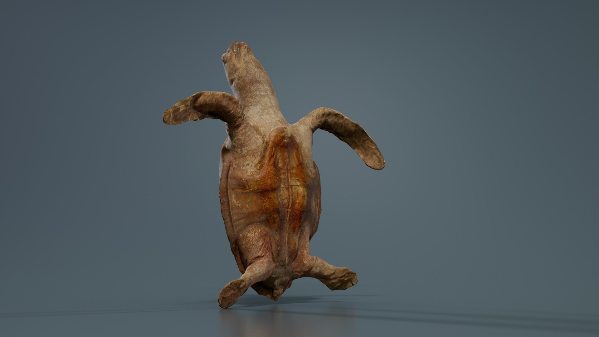 3D Sea Turtle Remastered https://p.turbosquid.com/ts-thumb/kK/XwIYOh/Fe/sea_turtle_04/jpg/1740126862/1920x1080/fit_q87/de9e5fde1a47293523e2e28fee7d868f7551b6f2/sea_turtle_04.jpg