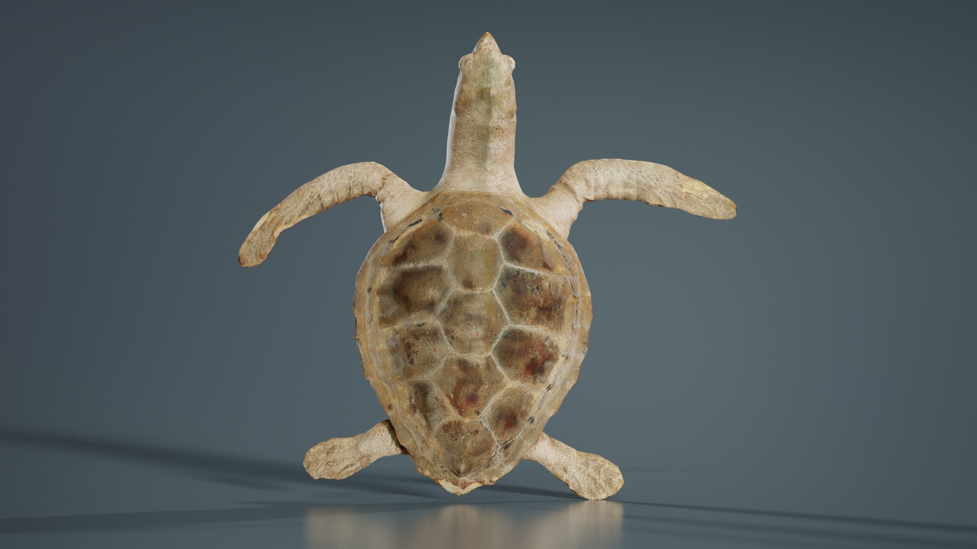 3D Sea Turtle Remastered https://p.turbosquid.com/ts-thumb/kK/XwIYOh/GX/sea_turtle_01/jpg/1740126860/1920x1080/fit_q87/c4c1e53f1db1dbc91a23ccc2a09b09449e7f8630/sea_turtle_01.jpg