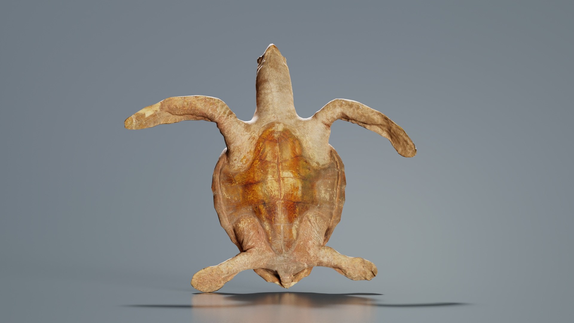 3D Sea Turtle Remastered https://p.turbosquid.com/ts-thumb/kK/XwIYOh/TT/sea_turtle_07/jpg/1740126864/1920x1080/fit_q87/f0ca5c36aad23cdf20416c9ebd531cf7be7f500c/sea_turtle_07.jpg