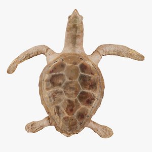 Sea Turtle Remastered